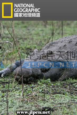 鳄鱼短片鳄鱼的黑暗面